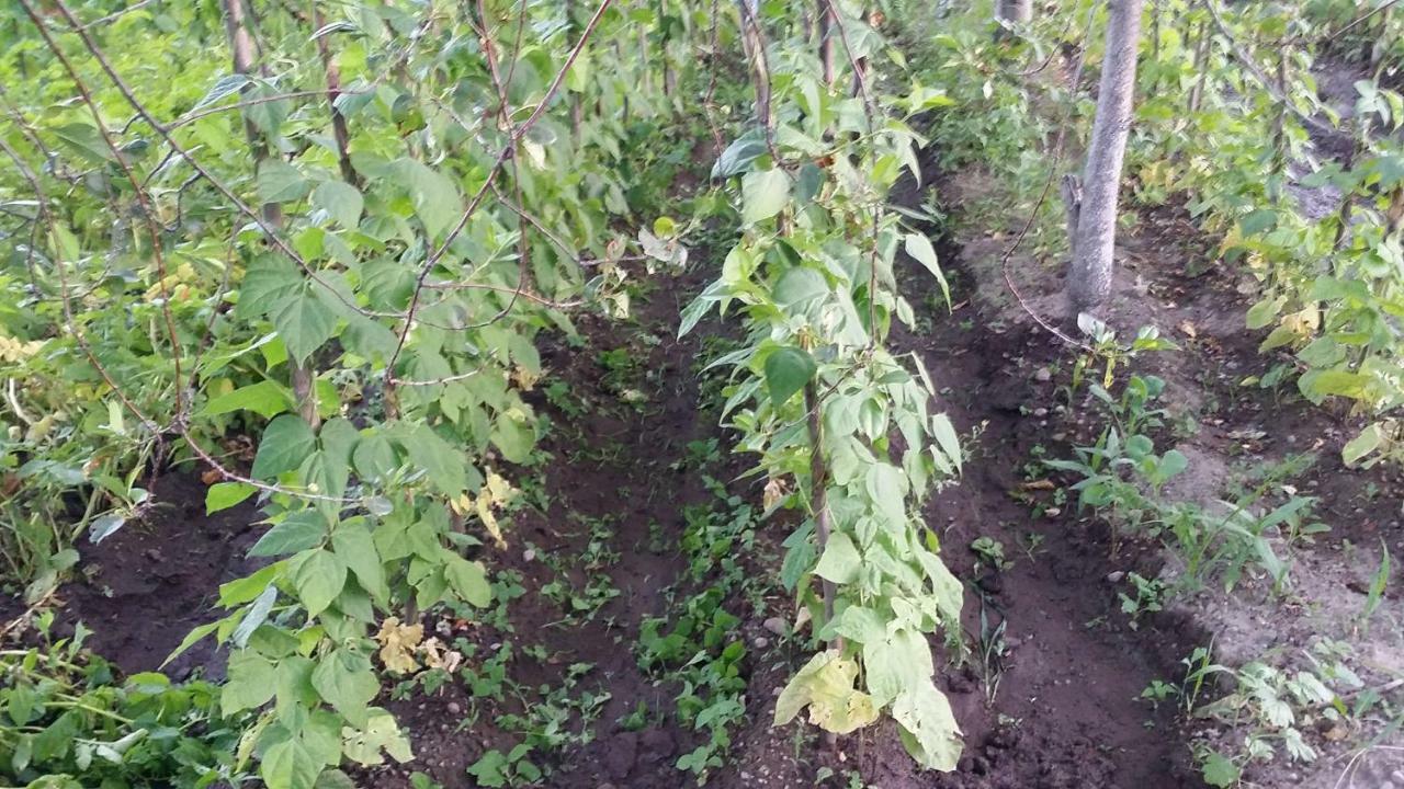 Verishen Guest House B&B Горис Екстериор снимка